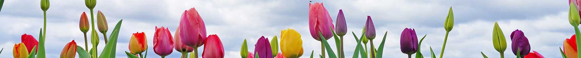 En blomstereng fyldt med farverige tulipaner i lyserøde, lilla, gule og orange nuancer. Tulipanerne står i grønne blade, og himlen ovenfor er dækket af bløde, hvide skyer.